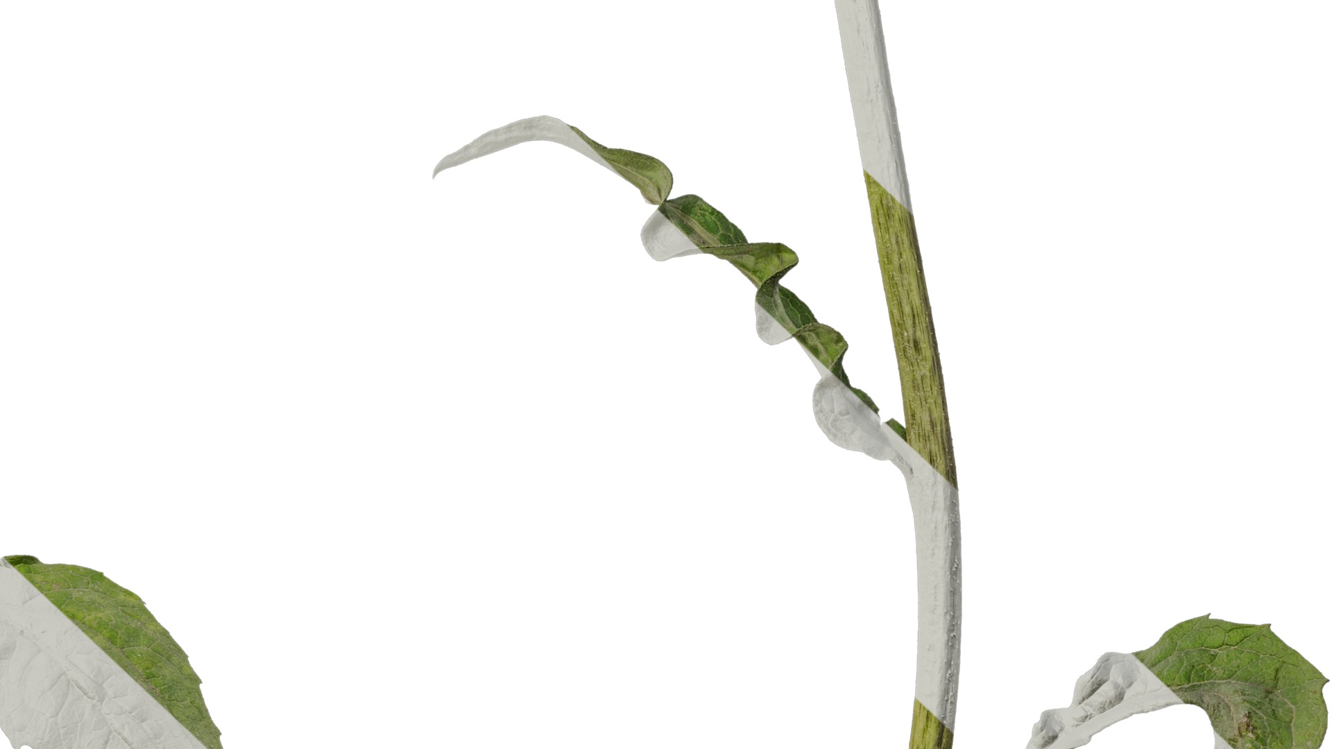 Anydrafts Echinacea purpurea Atlas 01 Texture_7