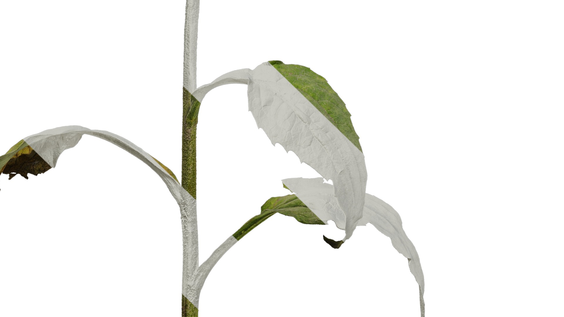 Anydrafts Echinacea purpurea Atlas 01 Texture_5