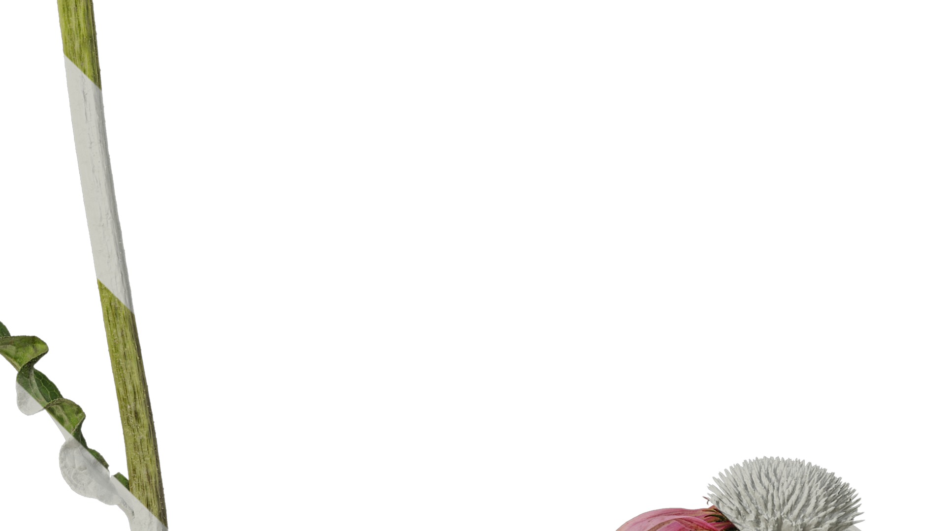 Anydrafts Echinacea purpurea Atlas 01 Texture_4