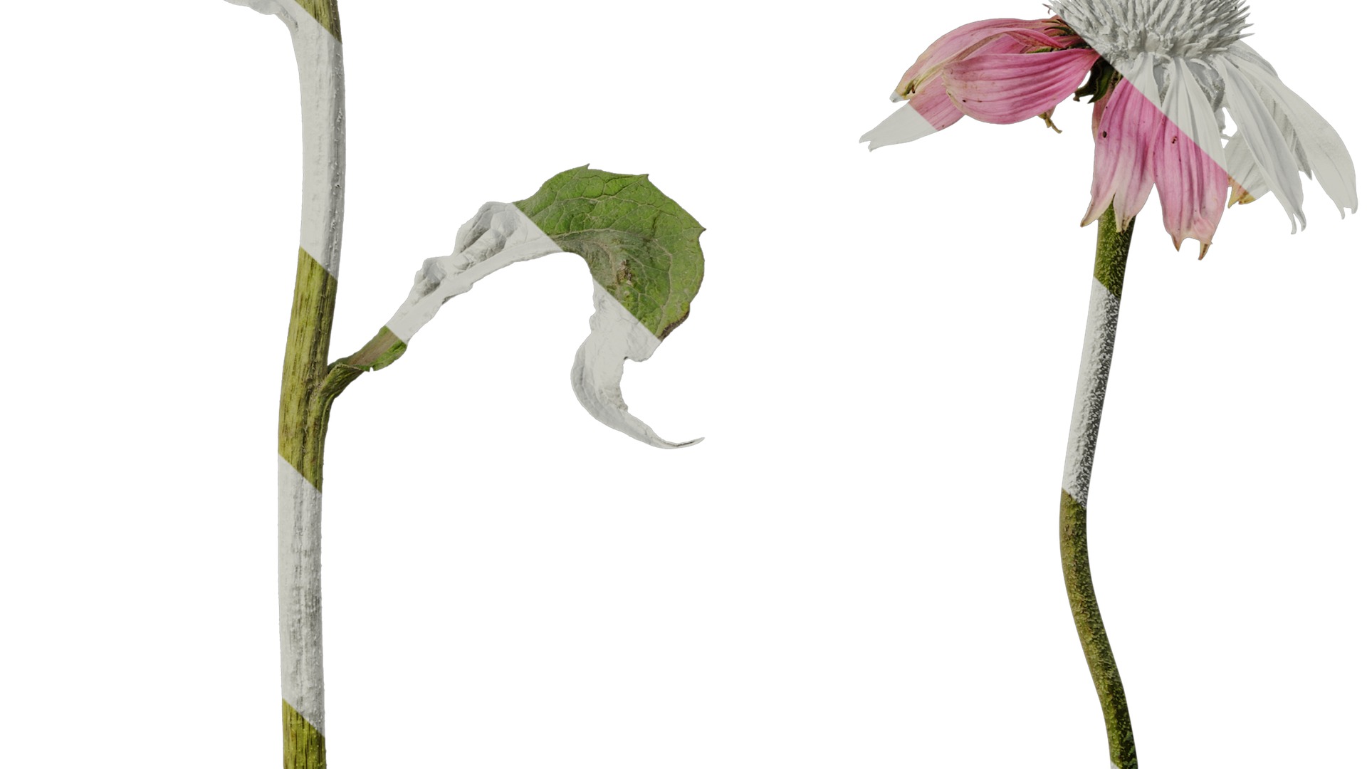 Anydrafts Echinacea purpurea Atlas 01 Texture_6