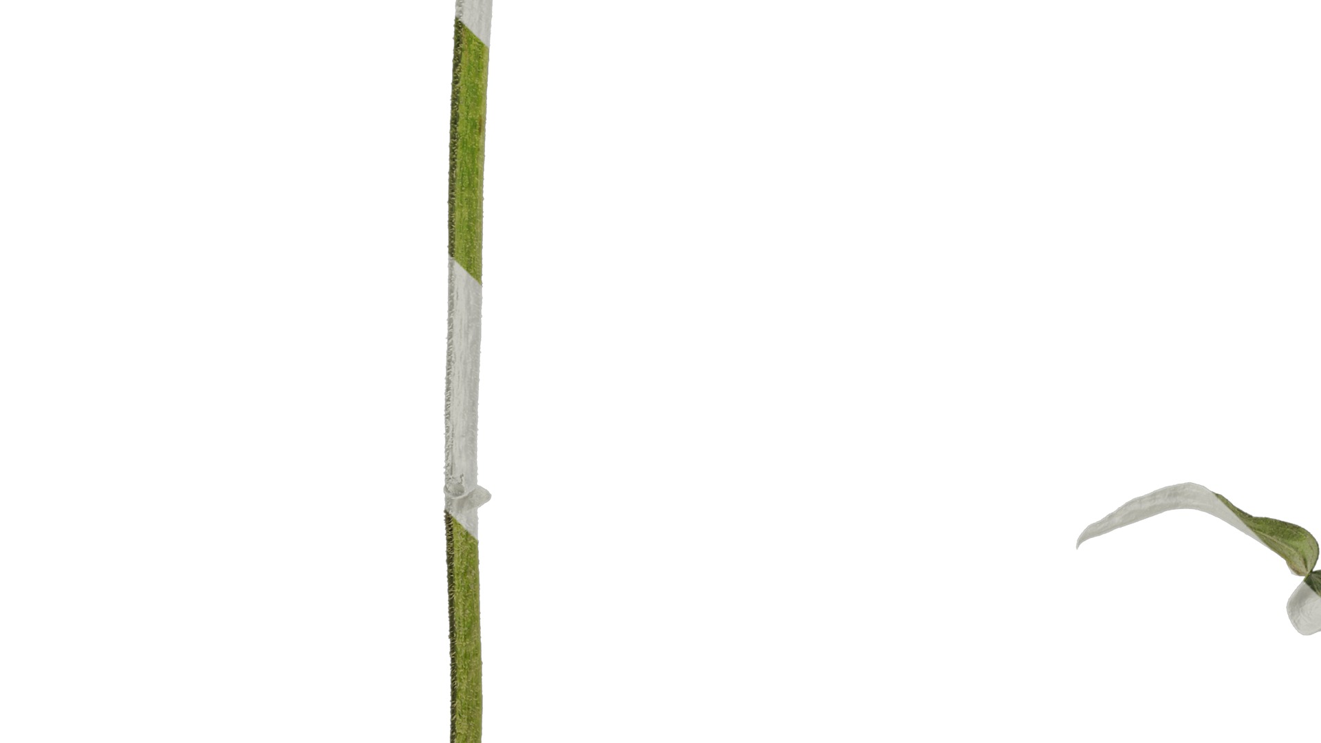 Anydrafts Echinacea purpurea Atlas 01 Texture_3