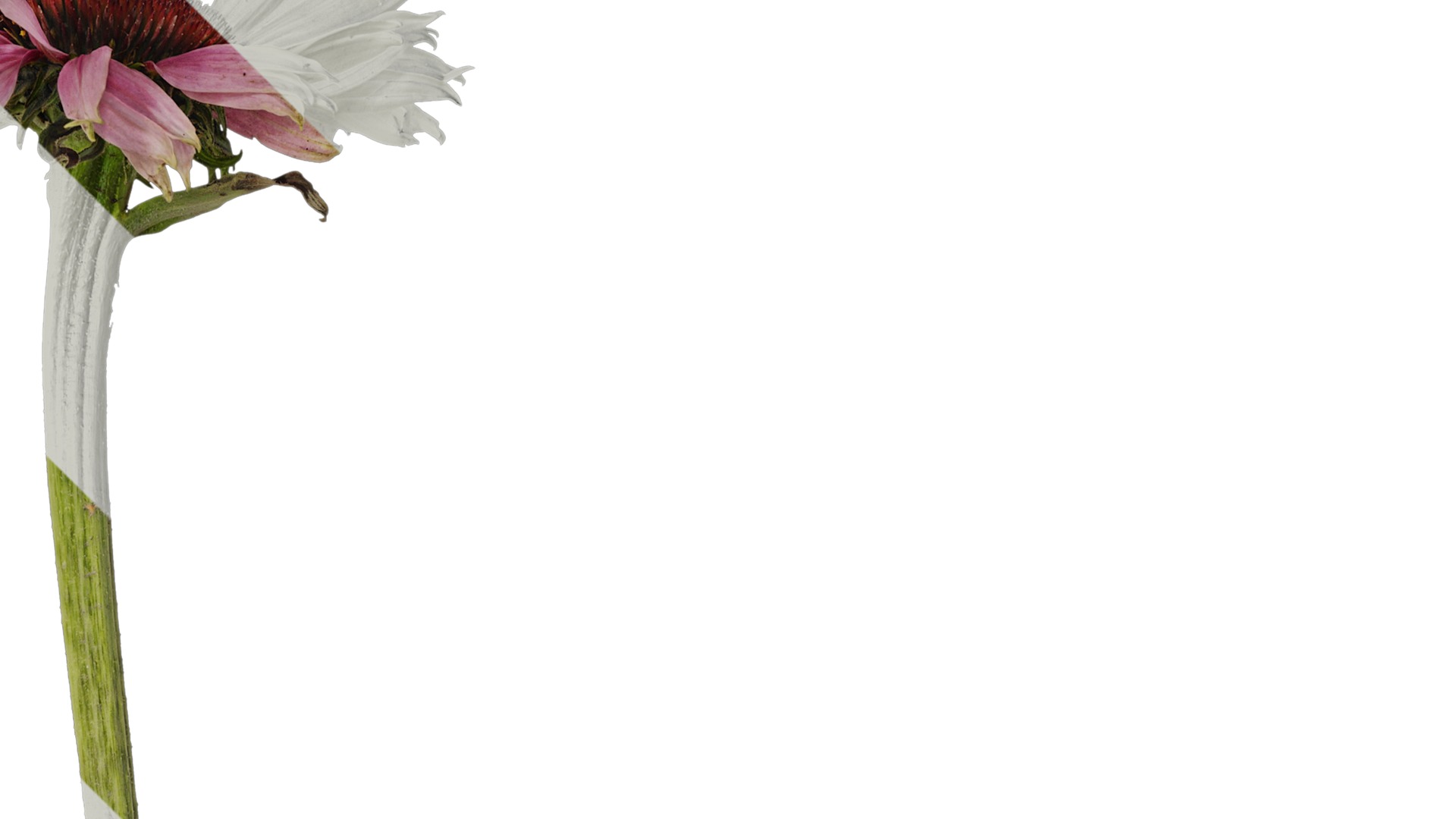 Anydrafts Echinacea purpurea Atlas 01 Texture_2