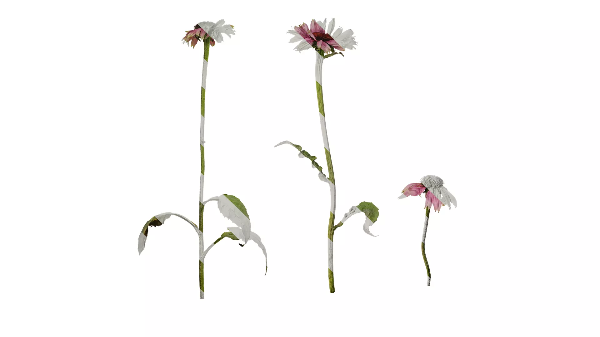 Anydrafts Echinacea purpurea Atlas 01 Texture_0