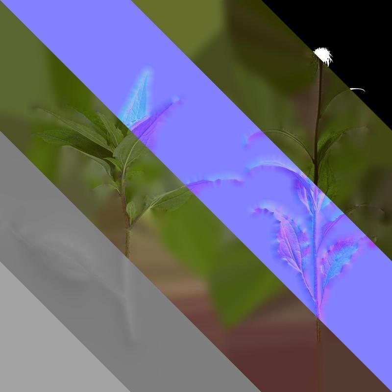 Anydrafts Echinacea purpurea Atlas 02 Texture_8