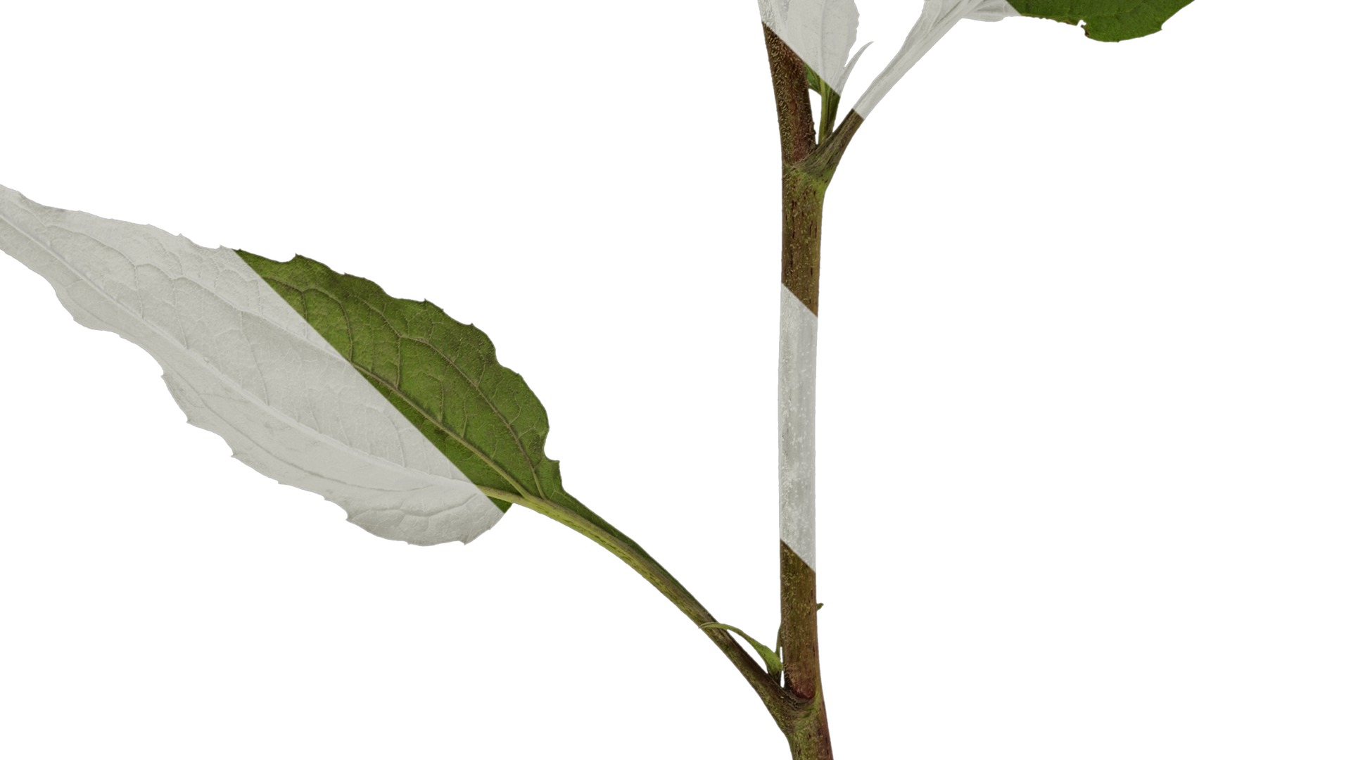 Anydrafts Echinacea purpurea Atlas 02 Texture_5