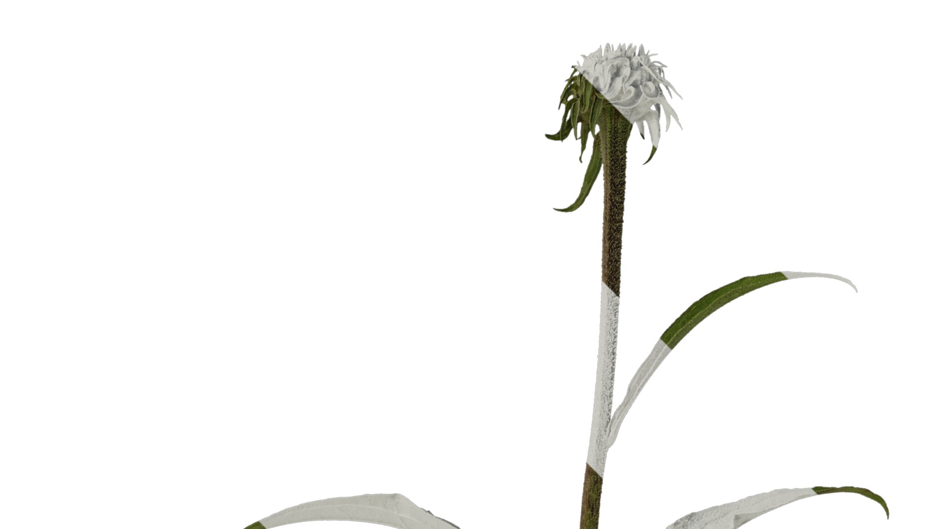 Anydrafts Echinacea purpurea Atlas 02 Texture_2