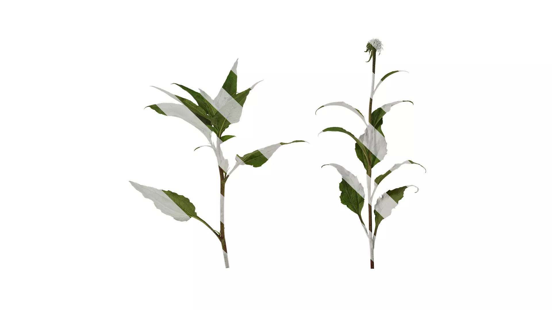 Anydrafts Echinacea purpurea Atlas 02 Texture_0