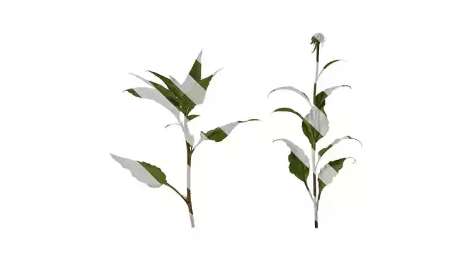 Anydrafts Echinacea purpurea Atlas 02 Texture Anydrafts Echinacea purpurea Atlas 02 Texture