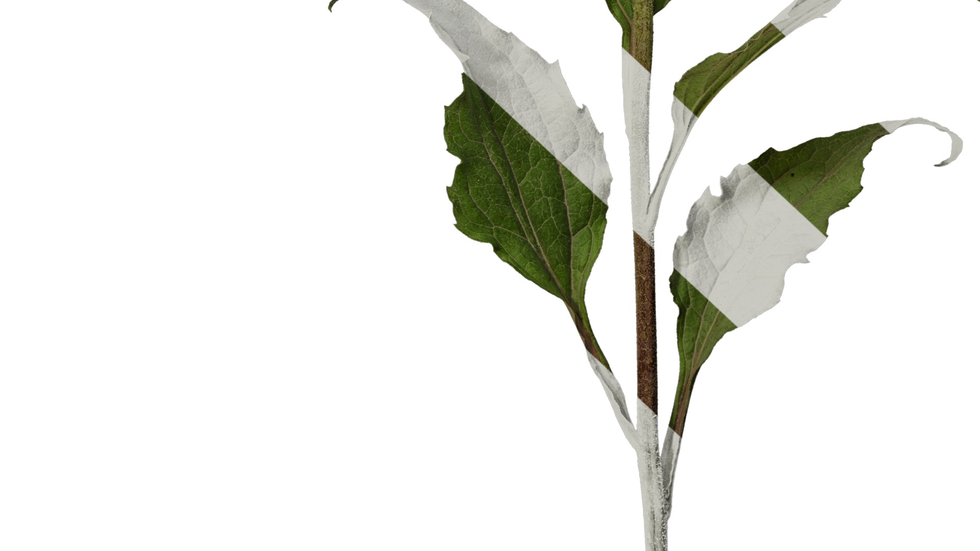 Anydrafts Echinacea purpurea Atlas 02 Texture_6