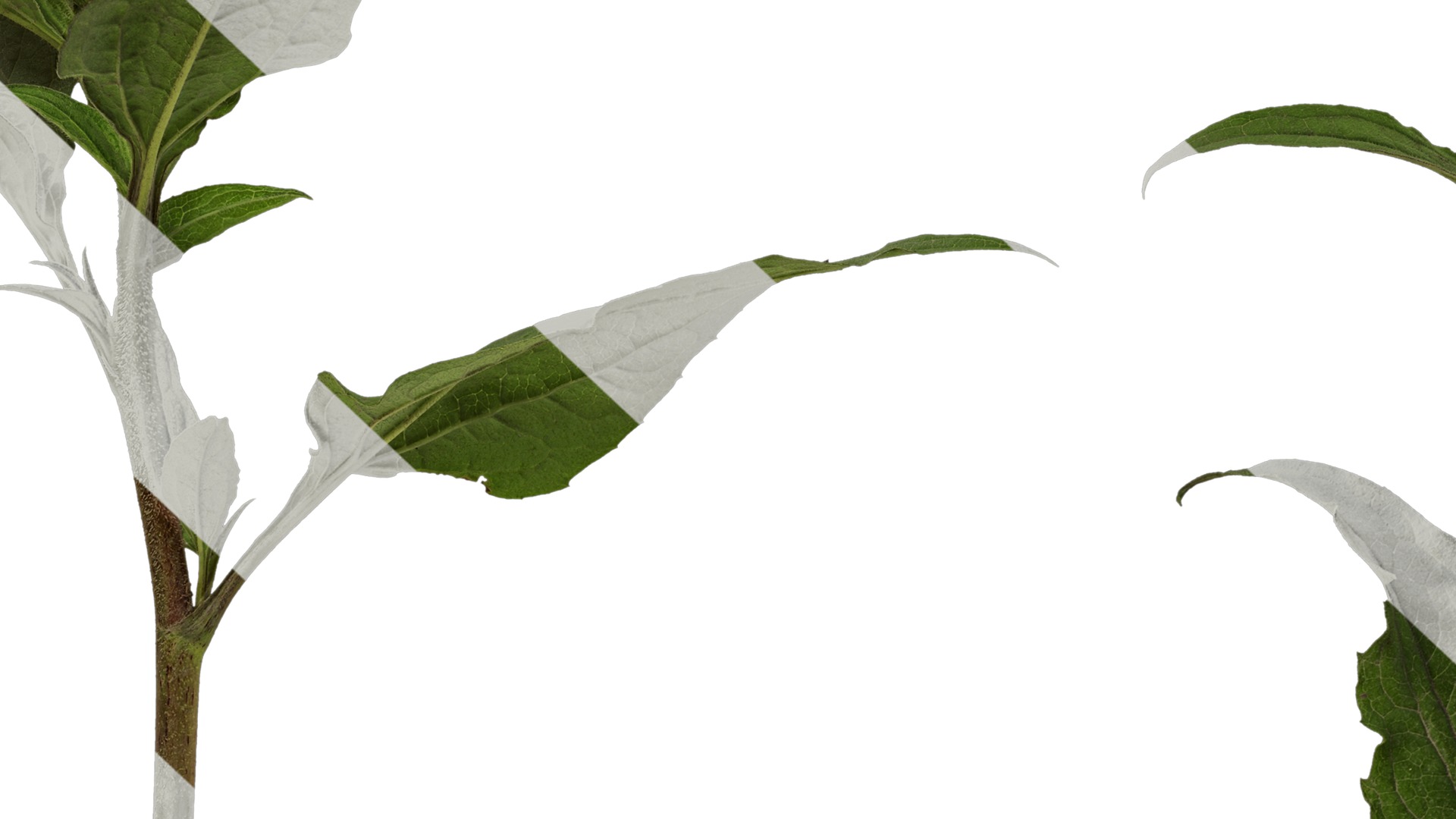 Anydrafts Echinacea purpurea Atlas 02 Texture_7