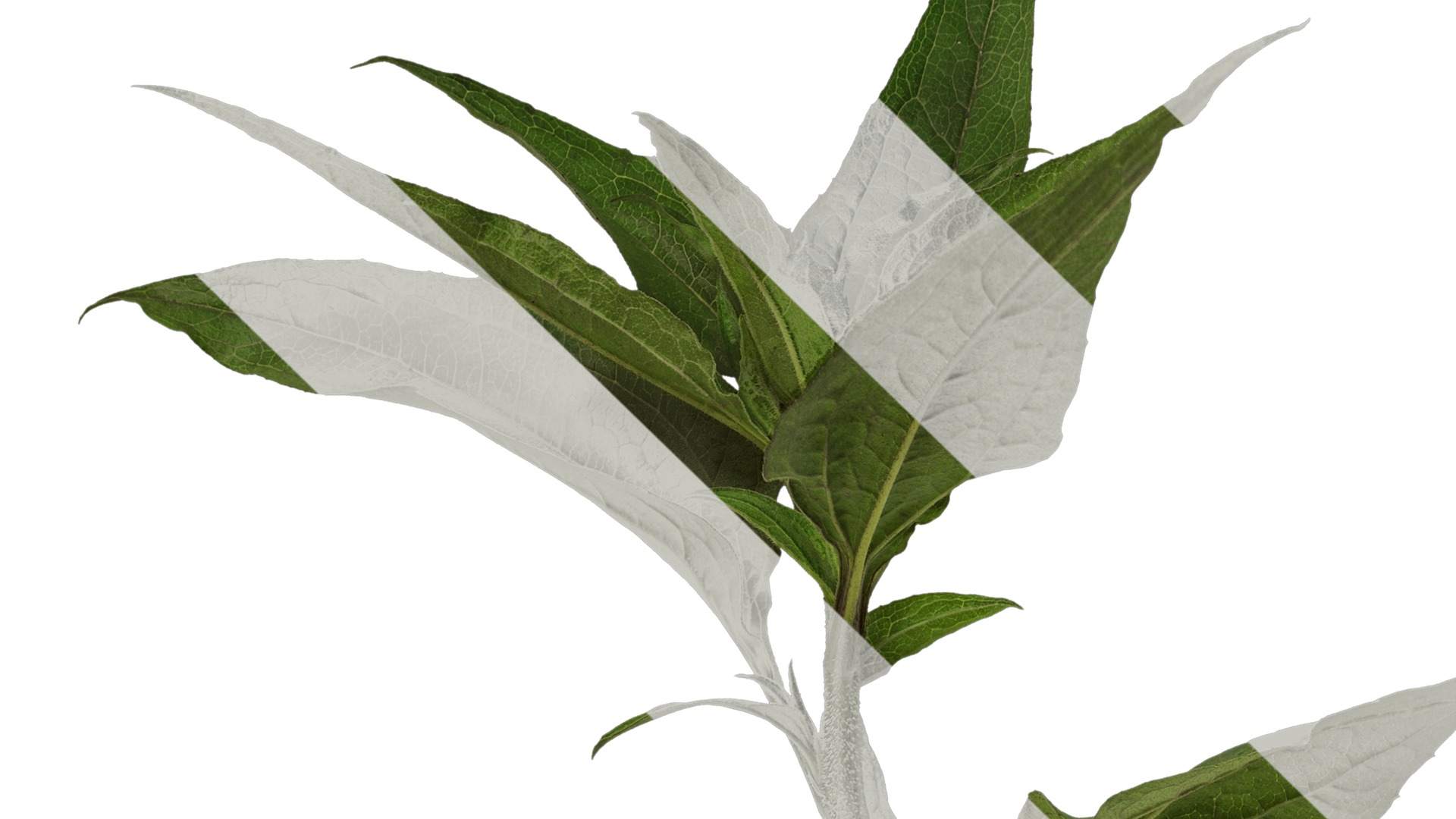 Anydrafts Echinacea purpurea Atlas 02 Texture_3