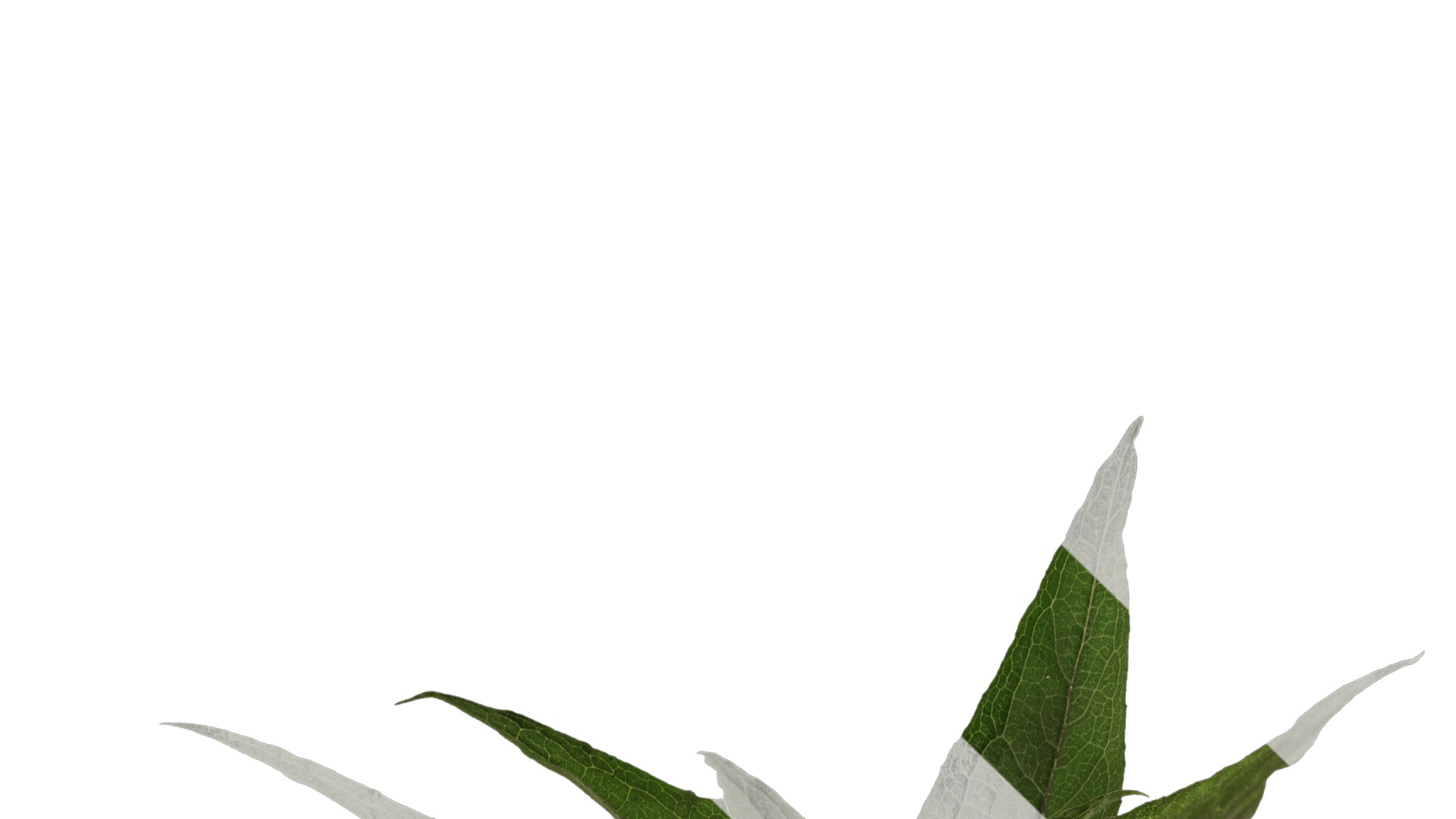 Anydrafts Echinacea purpurea Atlas 02 Texture_1