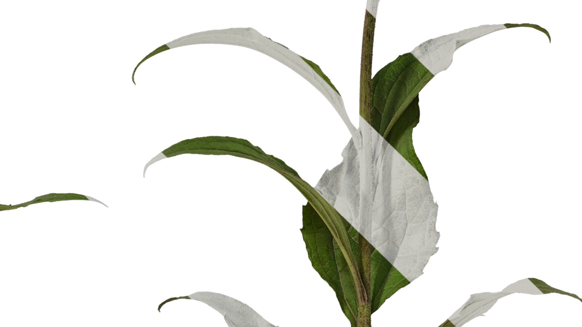 Anydrafts Echinacea purpurea Atlas 02 Texture_4