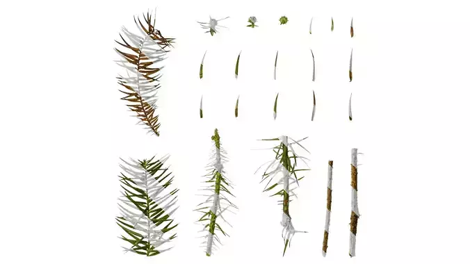 Anydrafts Cunninghamia lanceolata Leaf 03