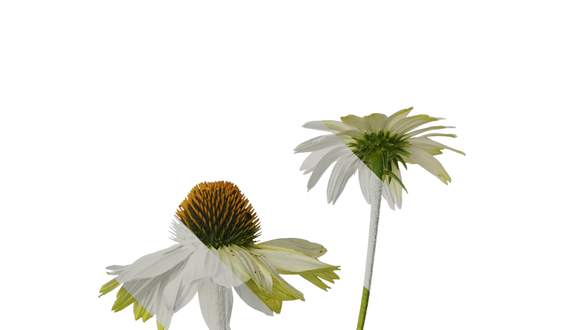 Anydrafts Echinacea purpurea Atlas 03 Texture_2