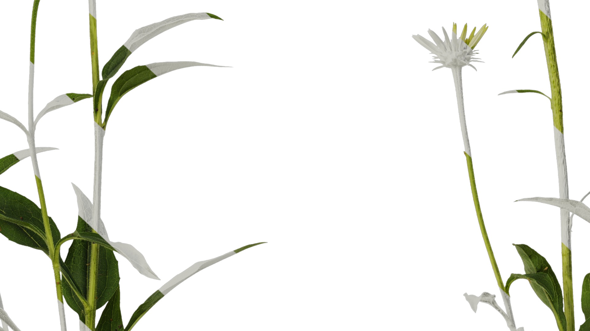 Anydrafts Echinacea purpurea Atlas 03 Texture_7