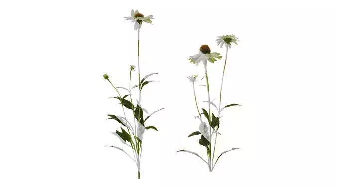 Anydrafts Echinacea purpurea Atlas 03 Texture Anydrafts Echinacea purpurea Atlas 03 Texture