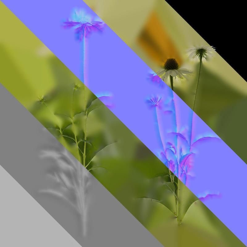 Anydrafts Echinacea purpurea Atlas 03 Texture_8