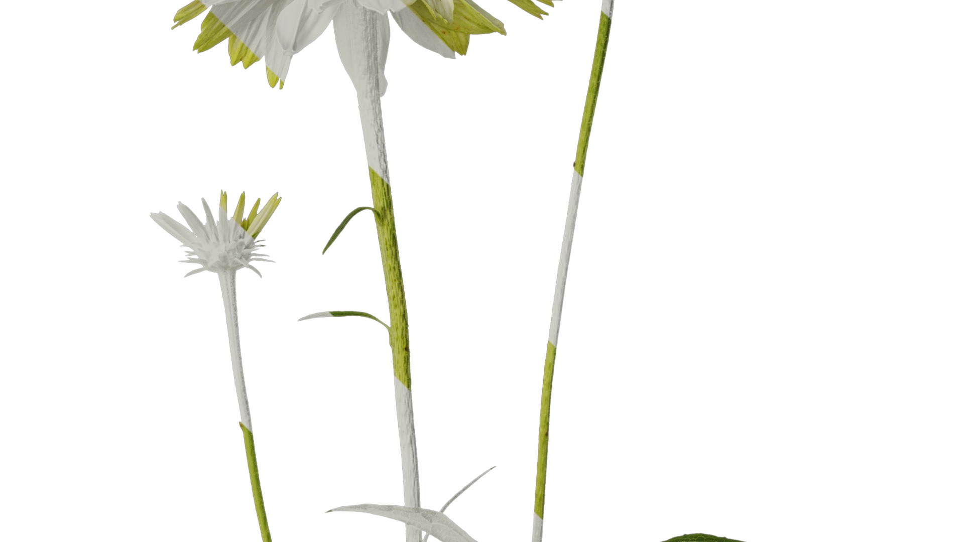 Anydrafts Echinacea purpurea Atlas 03 Texture_4