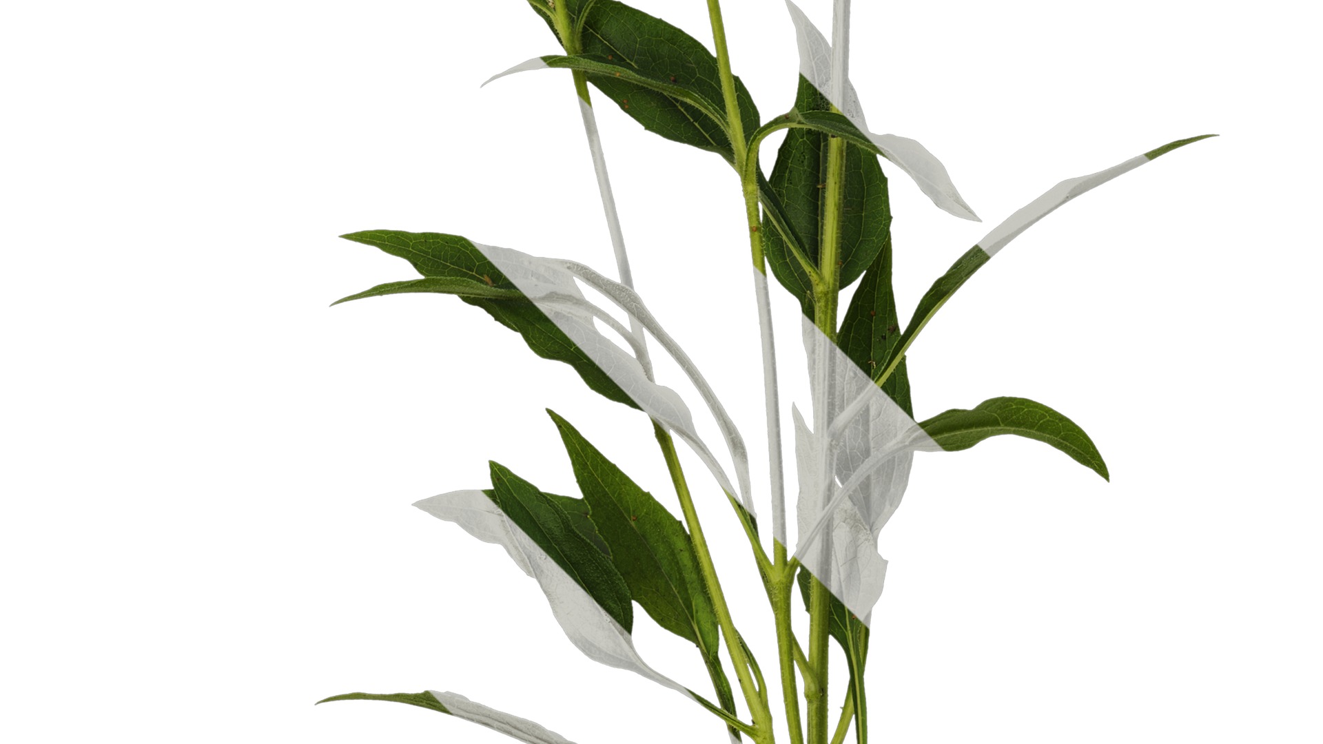 Anydrafts Echinacea purpurea Atlas 03 Texture_5