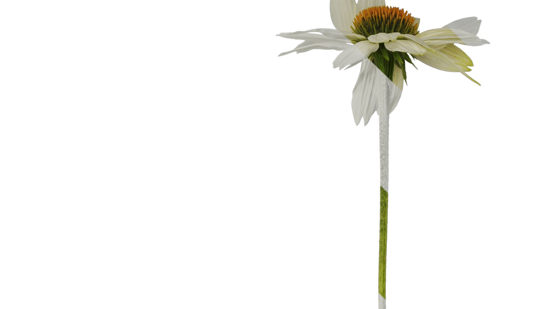 Anydrafts Echinacea purpurea Atlas 03 Texture_1