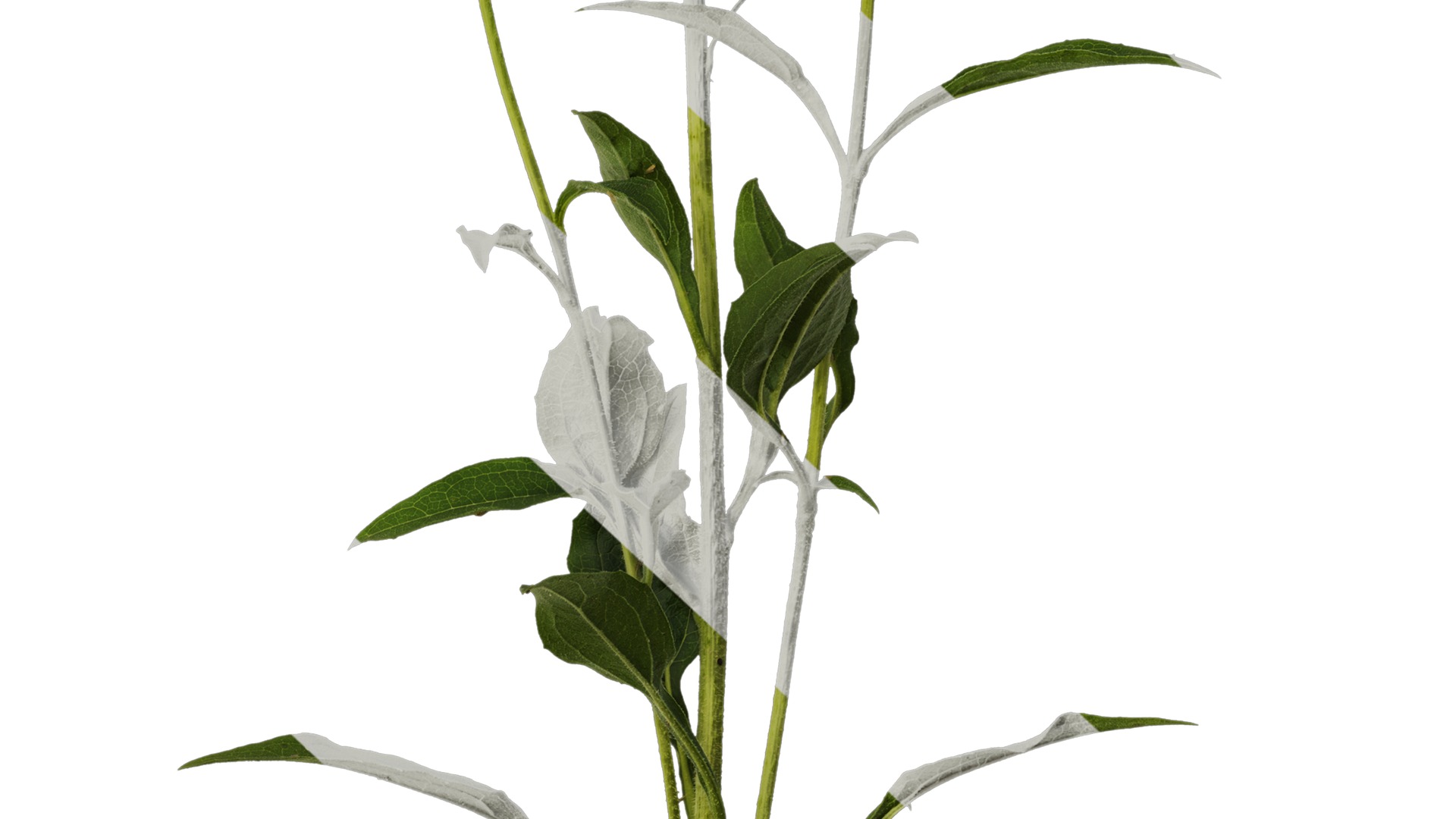 Anydrafts Echinacea purpurea Atlas 03 Texture_6