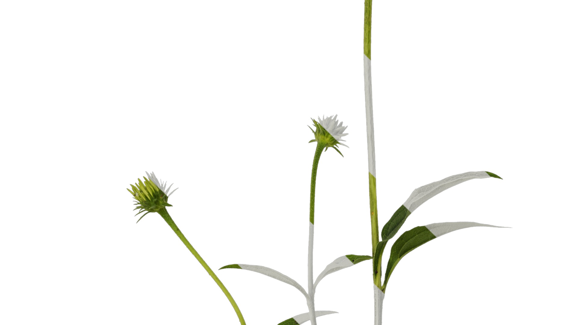 Anydrafts Echinacea purpurea Atlas 03 Texture_3