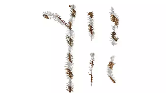 Anydrafts Cunninghamia lanceolata Leaf 06