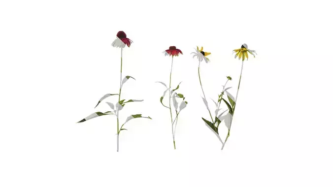 Anydrafts Echinacea purpurea Atlas 04