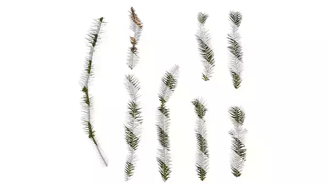 Anydrafts Cunninghamia lanceolata Leaf 07