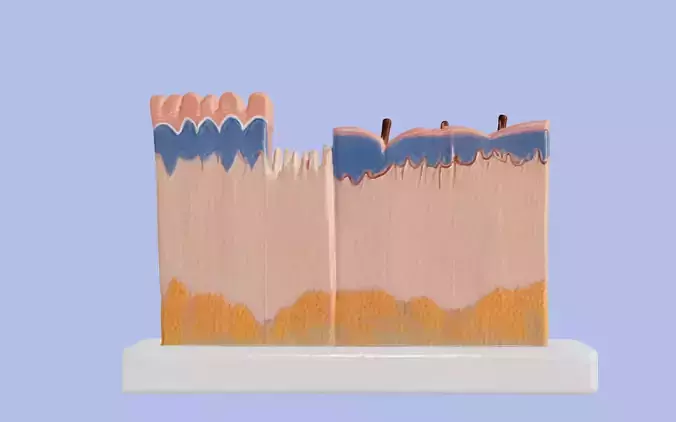  3D Human Skin Section Relief Model v2 3D print model