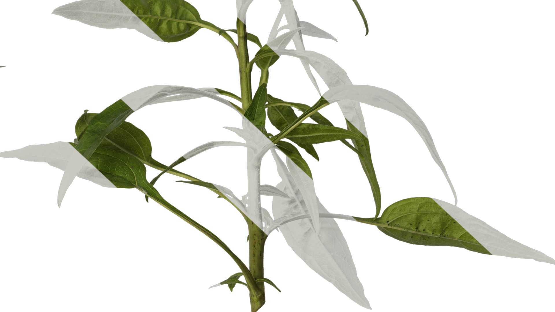 Anydrafts Echinacea purpurea Atlas 05 Texture_6