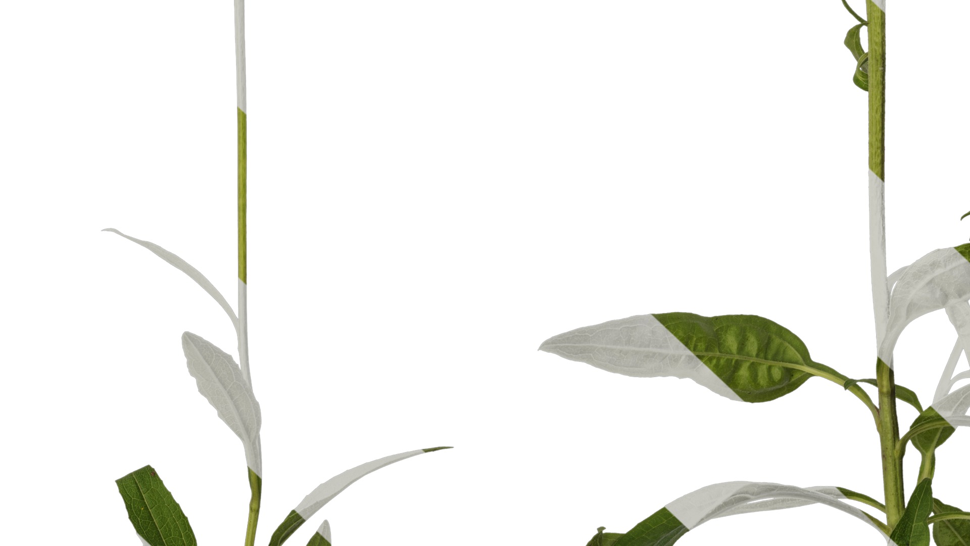 Anydrafts Echinacea purpurea Atlas 05 Texture_7