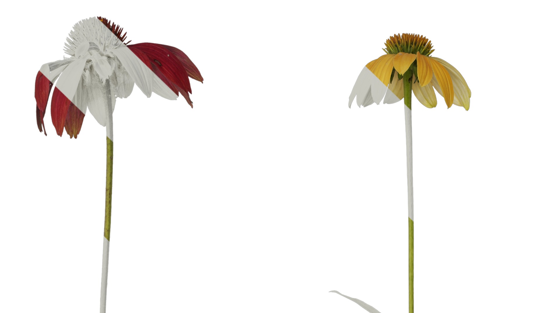 Anydrafts Echinacea purpurea Atlas 05 Texture_3