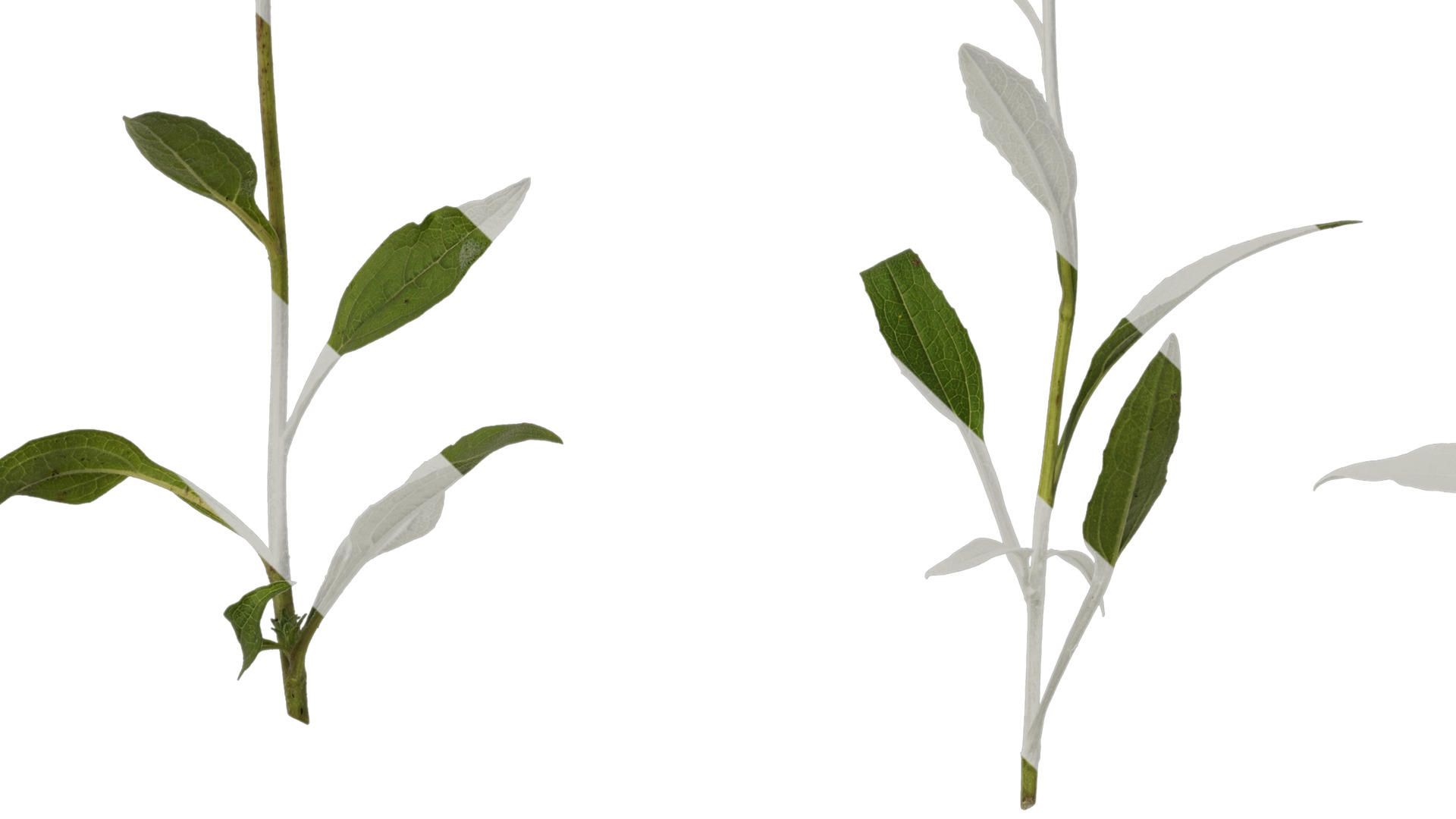 Anydrafts Echinacea purpurea Atlas 05 Texture_5