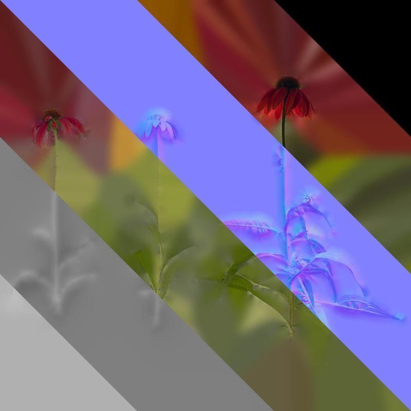 Anydrafts Echinacea purpurea Atlas 05 Texture_8