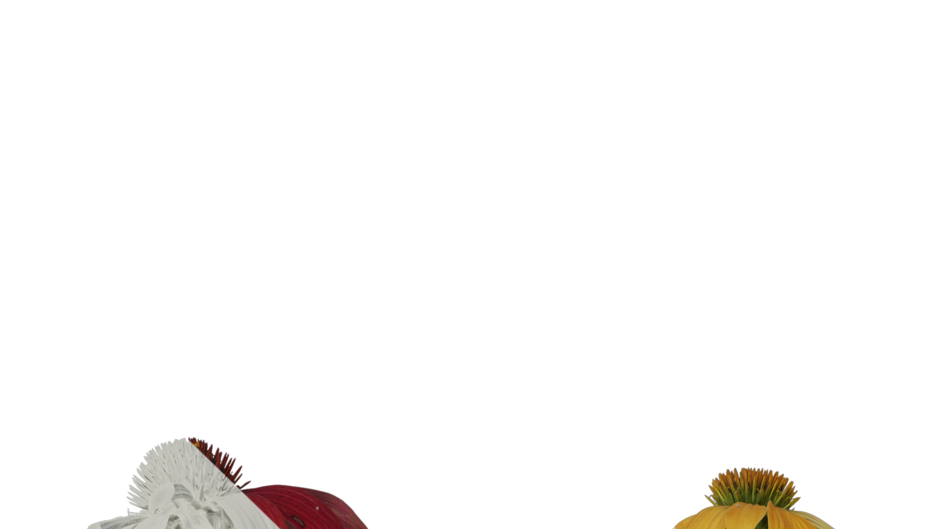 Anydrafts Echinacea purpurea Atlas 05 Texture_1