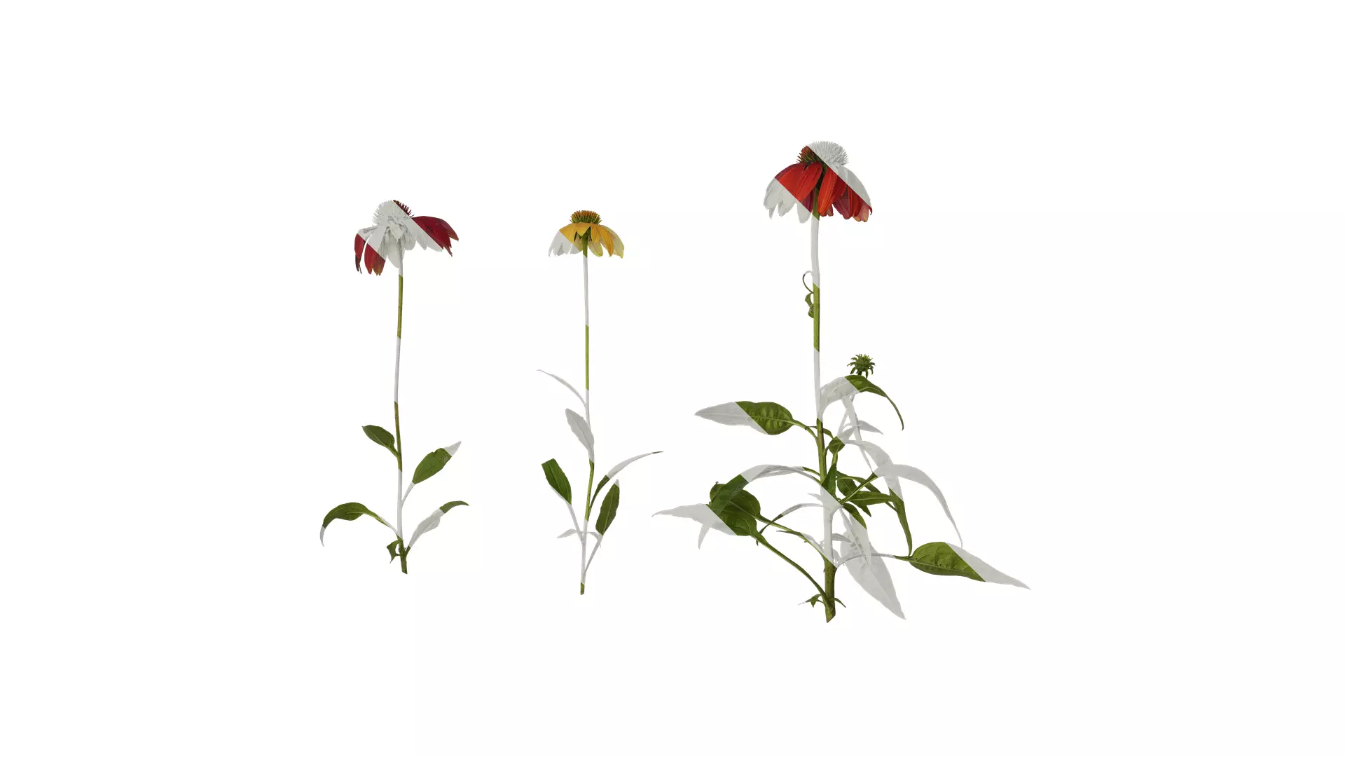 Anydrafts Echinacea purpurea Atlas 05 Texture_0