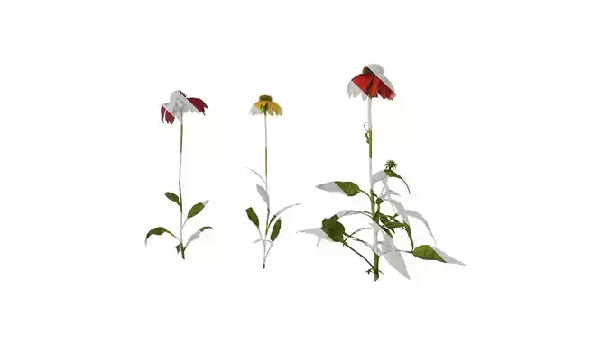 Anydrafts Echinacea purpurea Atlas 05 Texture Anydrafts Echinacea purpurea Atlas 05 Texture