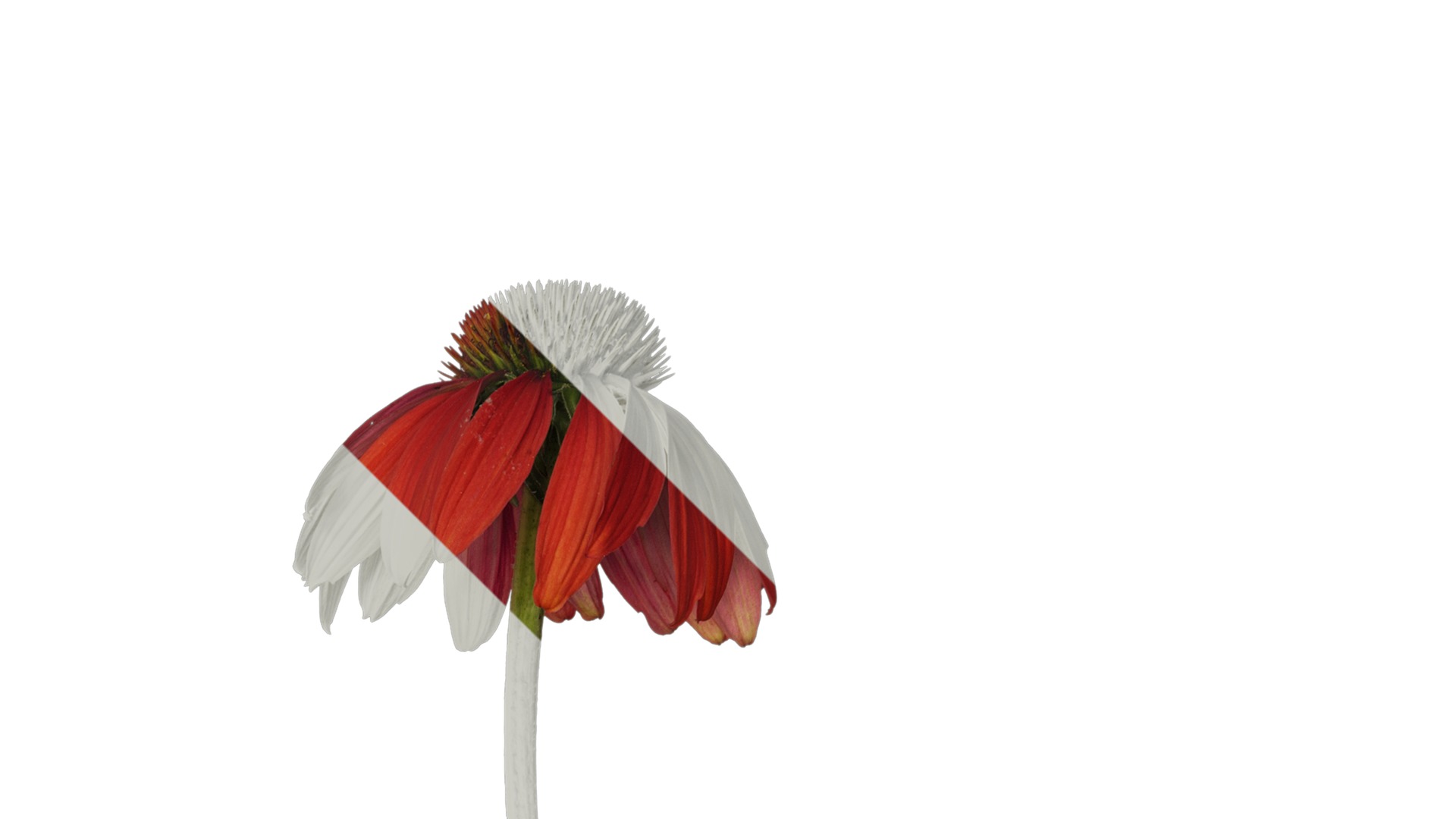 Anydrafts Echinacea purpurea Atlas 05 Texture_2