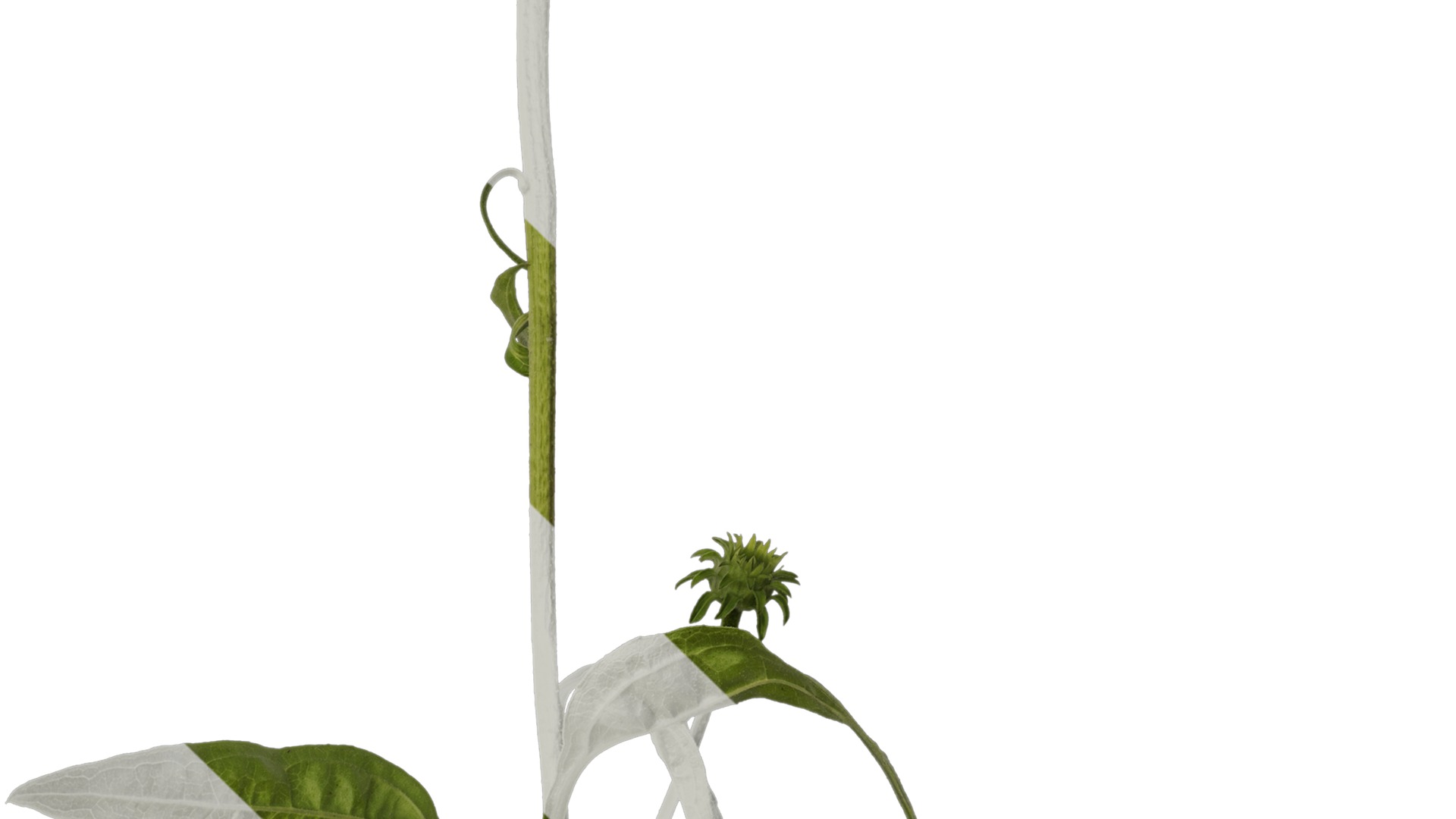 Anydrafts Echinacea purpurea Atlas 05 Texture_4