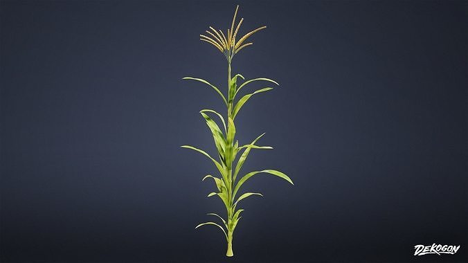 FOLIAGE - Corn 01 - LOW POLY Low-poly 3D model 5