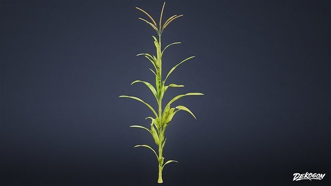 FOLIAGE - Corn 01 - LOW POLY Low-poly 3D model 3