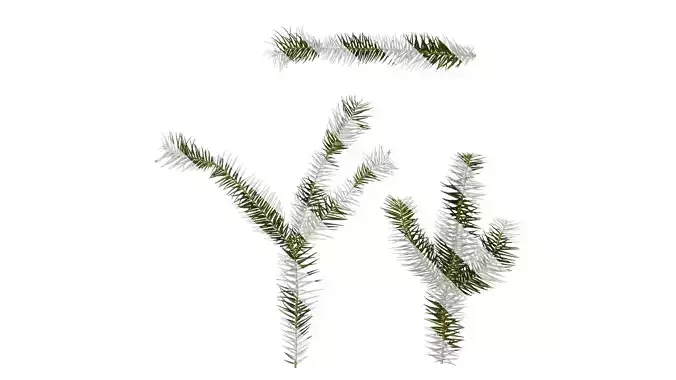 Anydrafts Cunninghamia lanceolata Leaf 08