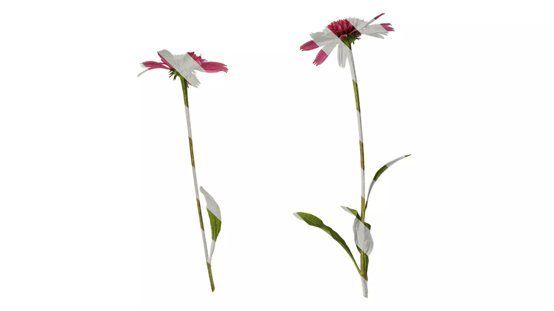 Anydrafts Echinacea purpurea Atlas 06 Texture_0