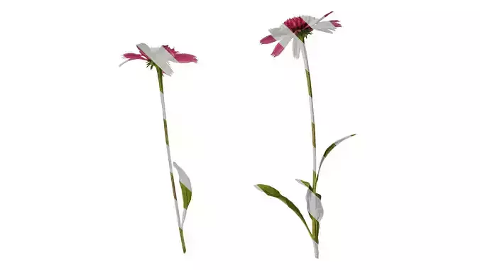 Anydrafts Echinacea purpurea Atlas 06 Texture Anydrafts Echinacea purpurea Atlas 06 Texture