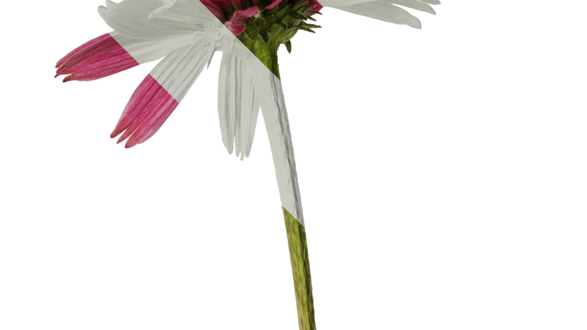 Anydrafts Echinacea purpurea Atlas 06 Texture_2