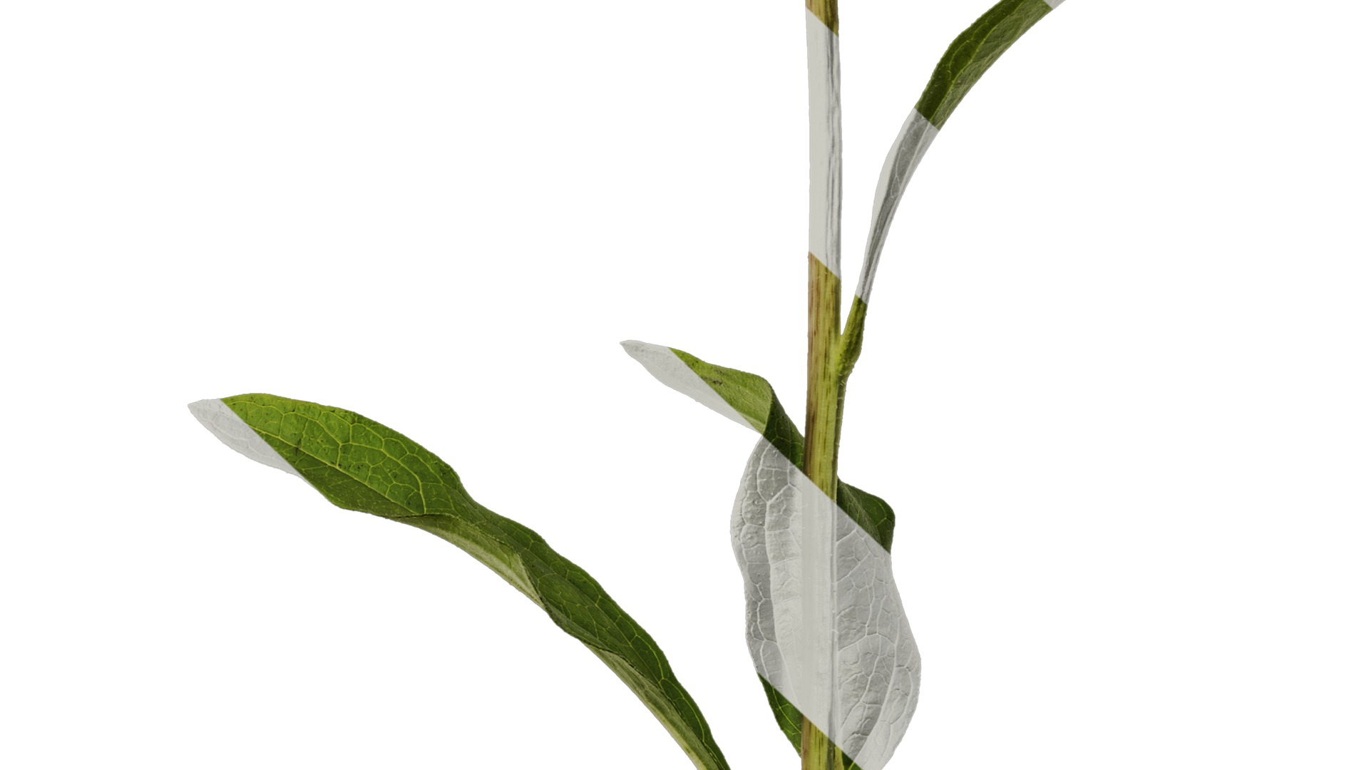 Anydrafts Echinacea purpurea Atlas 06 Texture_6