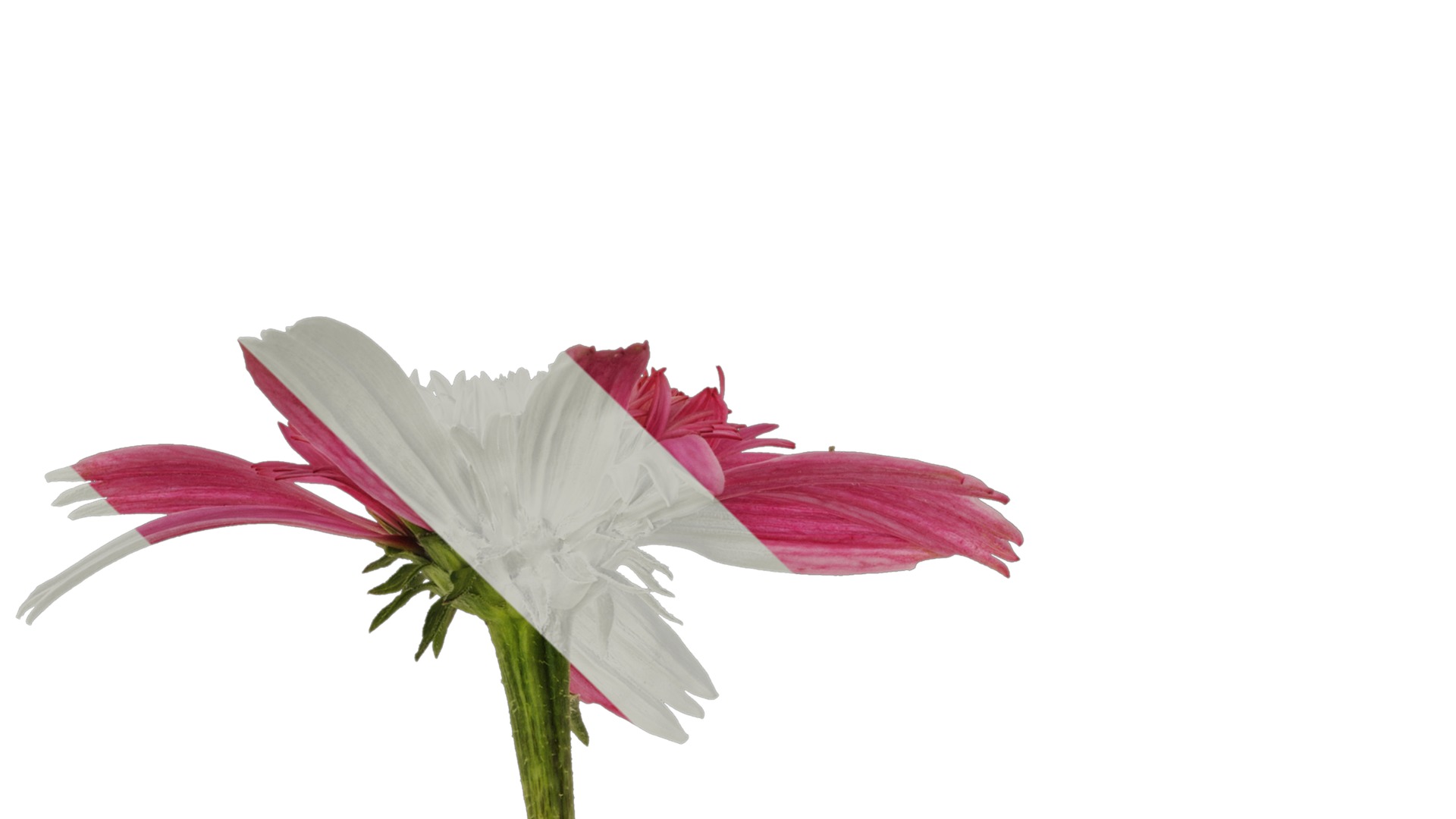 Anydrafts Echinacea purpurea Atlas 06 Texture_1