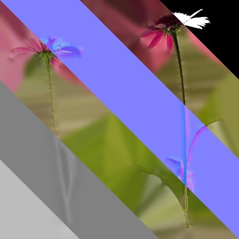 Anydrafts Echinacea purpurea Atlas 06 Texture_8